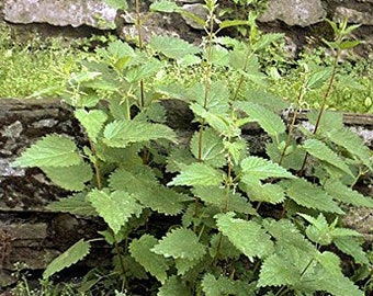 100 seeds - nettle - - Urtica dioica -