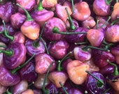 Smell Purple Chili 10 samen- TOP Lucky Chili -