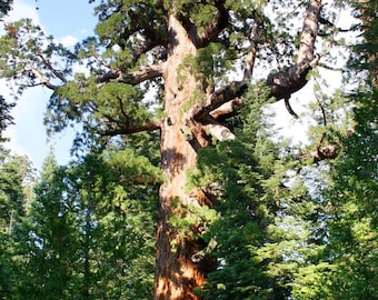 Seeds of Giant Sequoia - Sequoiadendron giganteum - ''Giant Tree