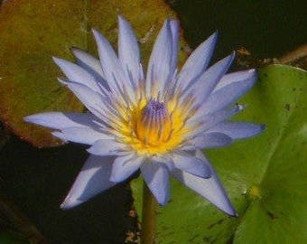 10 x Blue Water Lily Seeds -Tropical Water Lily- Growing in Tank and Garden
