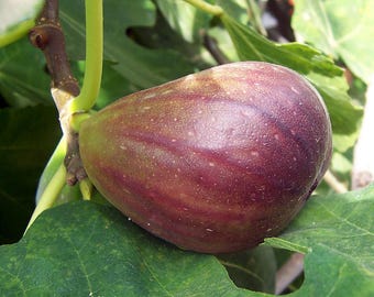 Hardy Sweet Fig - Ficus 10 Seeds