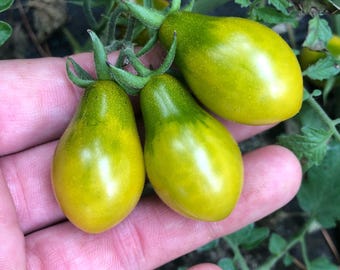 Tomato Green Pear - Green Pear 10 Seeds
