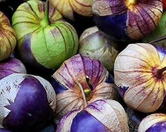 Purple Tomatillo -Physalis ixocarpa- 10 seeds