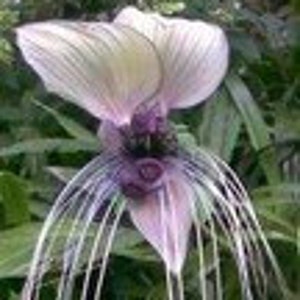 Puede incluir: Primer plano de una flor de murciélago negro, mostrando sus características distintivas. La flor tiene grandes pétalos en forma de ala en tonos blancos y lavanda, con un centro púrpura oscuro y largos filamentos en forma de bigotes.