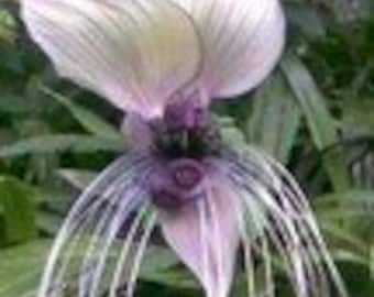 Black Bat Flower - Tacca chantrieri - 10 seeds