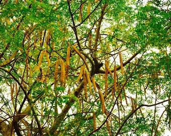Moringa seeds -Moringa Oleifera- 100/500/1000 seeds/1 kg