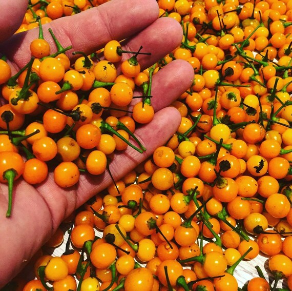 Image result for aji charapita