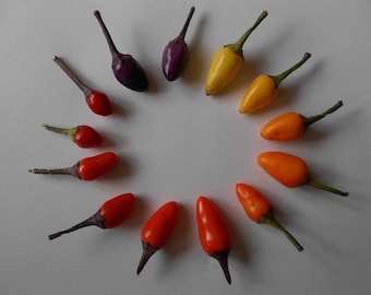 Chili Bolivian Rainbow 10 seeds