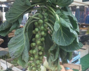 Brussels sprouts - Brassica oleracea var. gemmifera DC. 100 seeds
