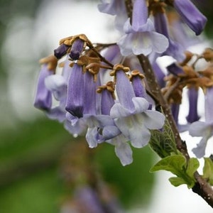 Könnte beinhalten: Nahaufnahme eines blühenden Astes mit Trauben lavendelfarbener Blüten. Die glockenförmigen Blüten haben weiße und gelbe Akzente. Der Hintergrund ist ein verschwommenes Grün und Weiß, das die zarten floralen Details hervorhebt.