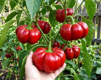 Giant Tomato Pepper, 10 Seeds / Seeds, "Giant Hungarian Sweet Pepper", 350-450 g fruits/pods