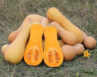 Butternut Waltham Pumpkin - Cucurbita moschata - 10 seeds