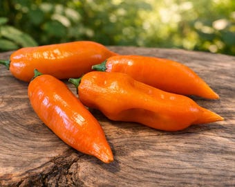 Chili Aji Amarillo Hot Pepper v. Peru 10 seeds -hot-