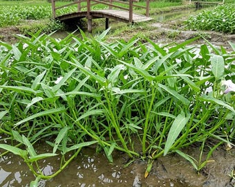 Water spinach 50 seeds - Ipomoea aquatica - High yield & Fresh