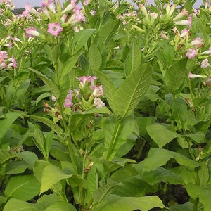 Peut inclure: Champ de plants de tabac avec de grandes feuilles vertes et des grappes de fleurs roses et blanches. Les plantes sont en pleine floraison, les fleurs ajoutant une touche de couleur au feuillage vert. Le ciel est nuageux.