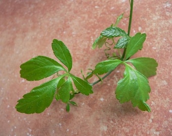 Jiaogulan Seeds - Gynostemma pentaphyllum - 100 seeds/seeds