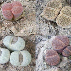 May include: Four images of Lithops succulents, or living stones, are shown. The plants vary in colour, from pale green to reddish-brown, with textured surfaces. These unusual plants are often used in rock gardens and are measured in centimetres.