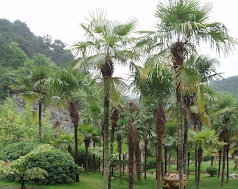 Semillas de Trachycarpus Fortunai, palmera resistente - Selección de cantidad