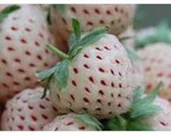 White Strawberry - White Pine Strawberry - Quantity Selection