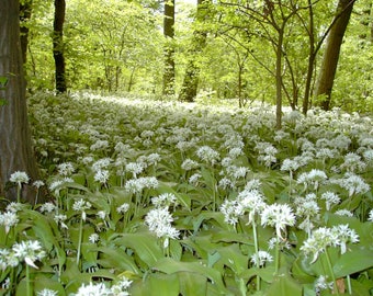 True Wild Garlic - Allium ursinum - 50 Seeds