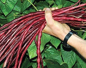 Yard Long Giant Bean 10 Seeds - Red Yard Bean