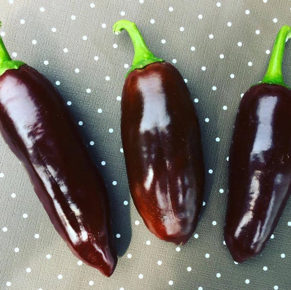 JalapeñoBrown/Brown 10 seeds/seeds NEW NEW NEW big fruits Etsy