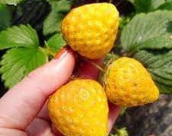 Strawberry Yellow/Yellow Strawberry Quantity Selection - Super Sweet