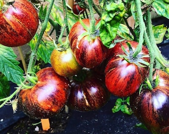 Tomato *DARK GALAXY* 10 Seeds - Fruity & Sweet -