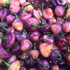 May include: A close-up of a collection of colourful peppers. The peppers display a mix of purple, pink, and orange shades, with green stems. The peppers have a distinctive, rounded form and are closely packed together.