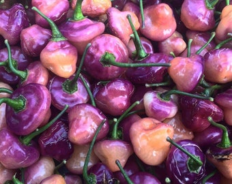 Cheiro Roxa Chili 10 seeds ->TOP CHILI VARIETY<-