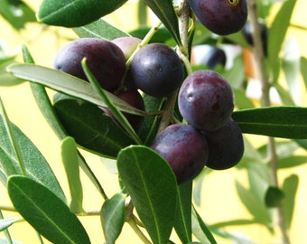 Olives - True Olive - Olea europaea - Olive tree