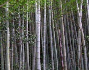 Bambú Moso Gigante - Phyllostachys edulis - Selección de Cantidad