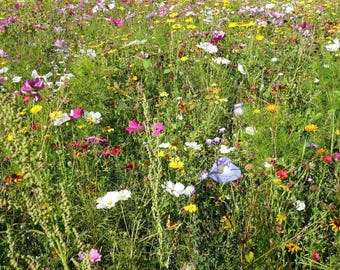 Bee pasture, wildflower meadow mix 1000+ seeds