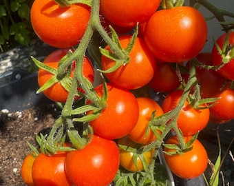 Mexican Honey Tomato 10 Seeds - Considered the Sweetest Tomato in the World -