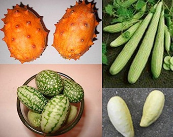 Cucumber seed mix of 4 different varieties