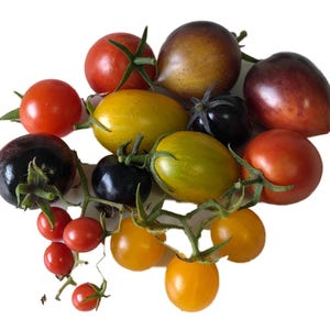 Op de afbeelding: Een verzameling van diverse kleurrijke tomaten, waaronder rode, gele, oranje, zwarte en groene variëteiten. Sommige tomaten zijn rond, andere langwerpig. De tomaten zitten aan de rank, wat hun verse, natuurlijke uitstraling laat zien.