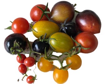 1000 tomato seeds, 100 seeds per variety, fruity, mini, colorful, and delicious – large quantity