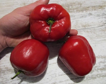 Chili Rocoto Red Chili/Pepper 10 Samen/Seeds