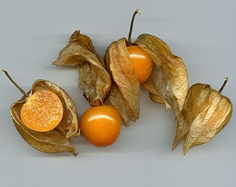 Physalis Peruviana Golden Berry Groundcherry Inca Berry Cape Gooseberry Seeds 100 PCS