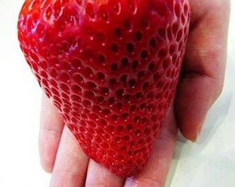 Giant Strawberry 20 Seeds - Great Quality - ''Very very big fruits''