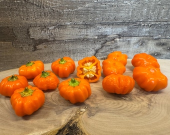 Mini Pumpkin Chili Aji Calabaza 10 seeds