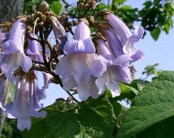 1000 Paulownia Tomentosa Tree Seeds , Princess Tree Seeds -Top Quality Seeds-