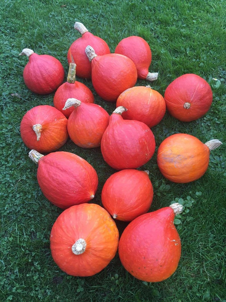10 seeds Hokkaido pumpkin seeds