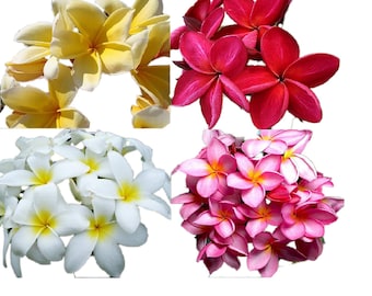 Plumeria Mix 5 Seeds