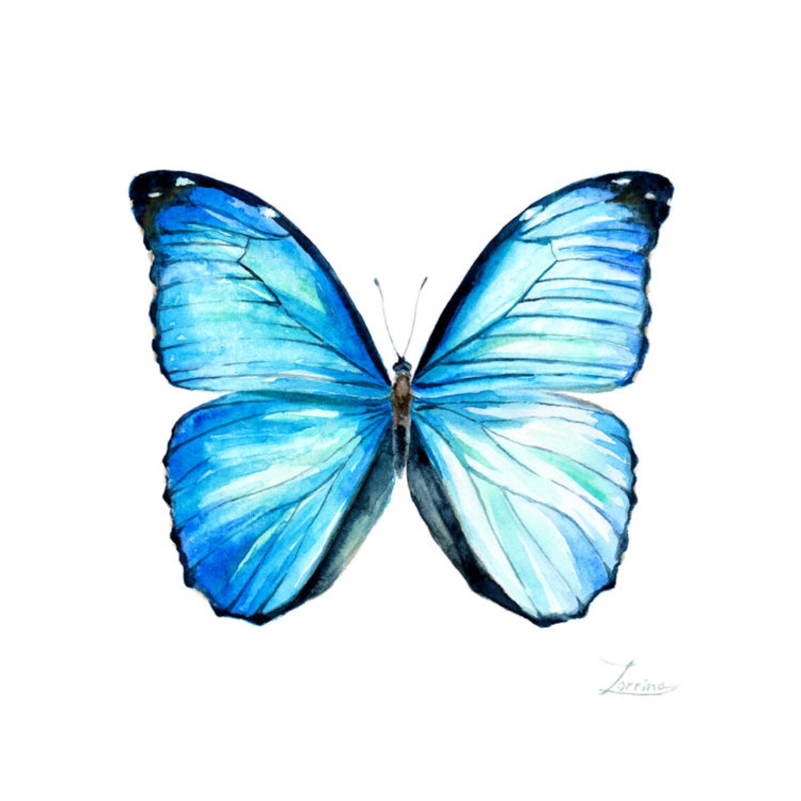 Morpho menelaus blue butterfly wall art watercolor Square JPG Etsy