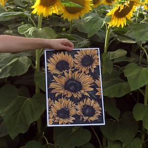 Chats noirs dans les tournesols | Illustration de chat | illustration botanique | Fleur de chat | tournesol botanique | Chat jet d'encre | Imprimé chat