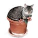 FlowerCatGarden store logo