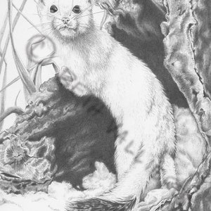 Ermine