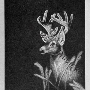 Young Buck Original Drawing
