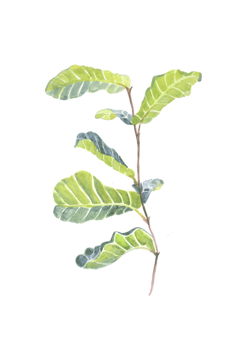 Faded Fiddle Leaf Fig image 1